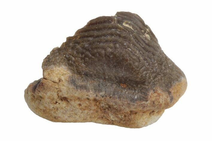 Fossil Crusher Shark (Ptychodus) Tooth - Kansas #218615